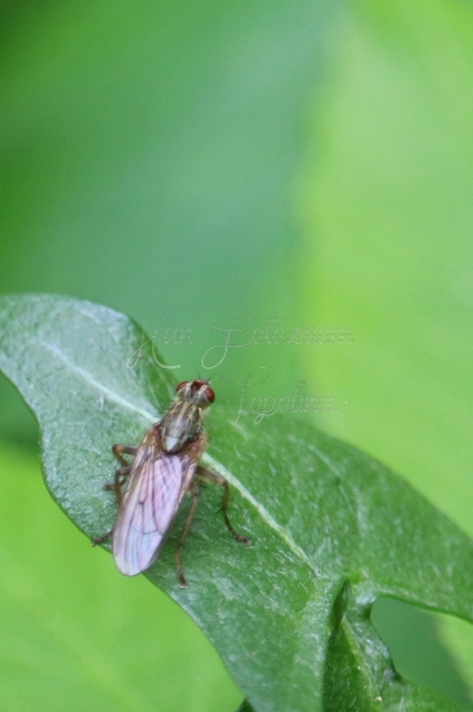 Scathophaga