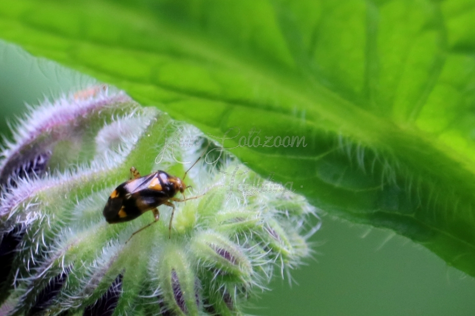 Liocoris tripustulatus - hárompettyes mezeipoloska