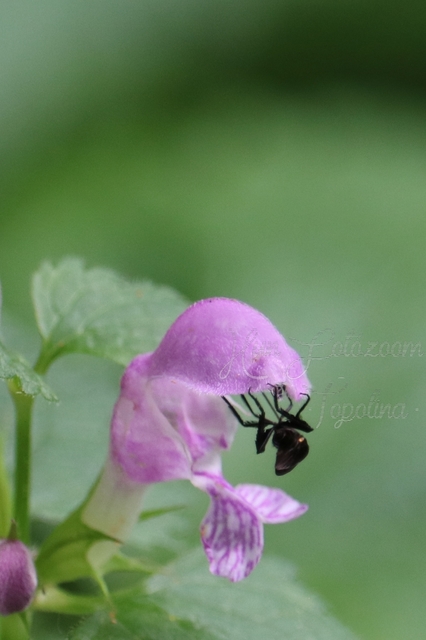 Empididae - táncoslegyek