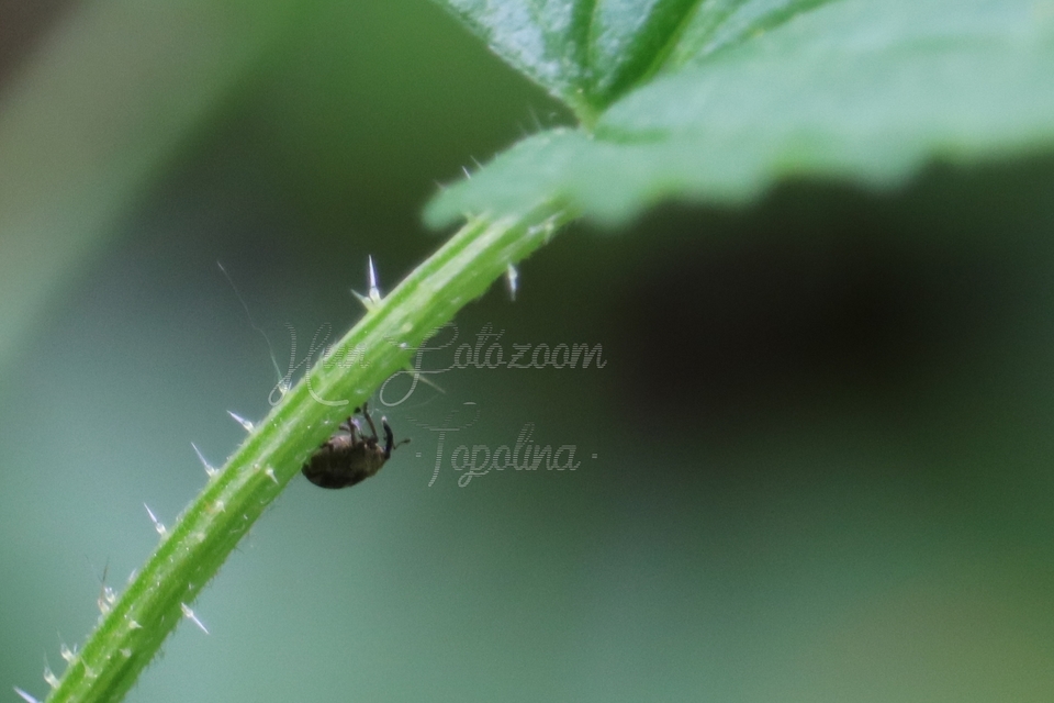 Nedyus quadrimaculatus - közönséges csalánormányos