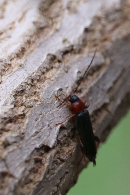 Phymatodes testaceus - változékony korongcincér Phymatodes testaceus - változékony korongcincér