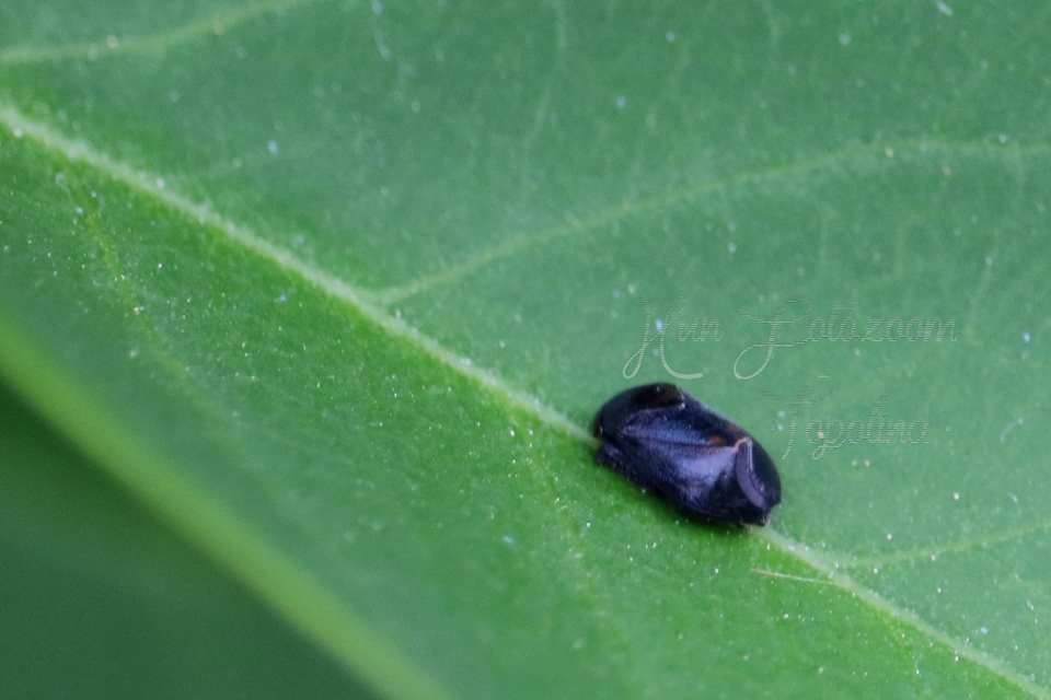 Penthimia nigra - fekete kabóca