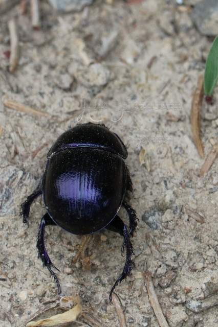 Anoplotrupes stercorosus - erdei álganéjtúró