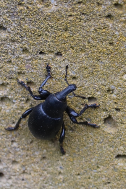 Liparus dirus - sujtár-szerecsenományos