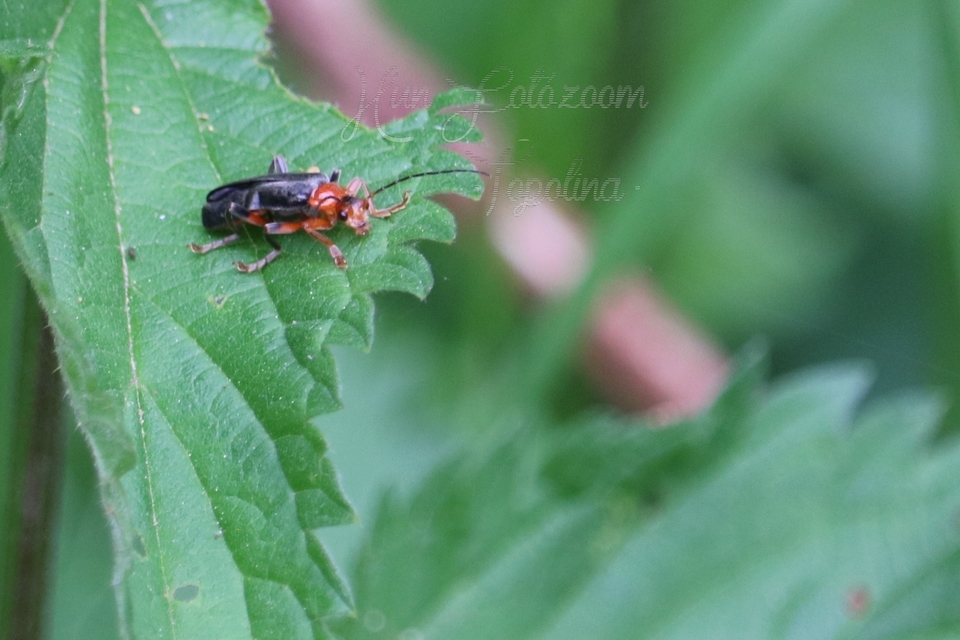 Cantharis livida - mezei lágybogár
