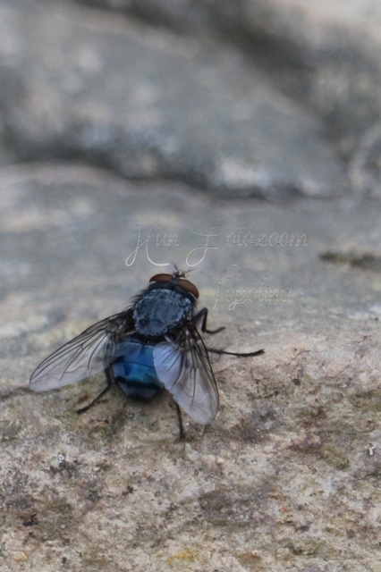 Calliphora