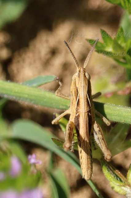 Chorthippus (Glyptobothrus) (subgenus)