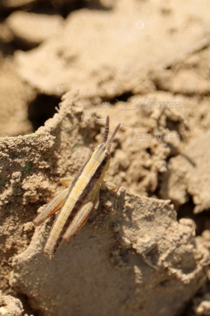 Chorthippus (Chorthippus) (subgenus)