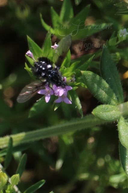 Bombylella atra - ezüstpettyes pöszörlégy