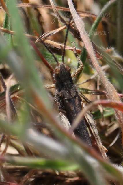 Chorthippus (Glyptobothrus) (subgenus)
