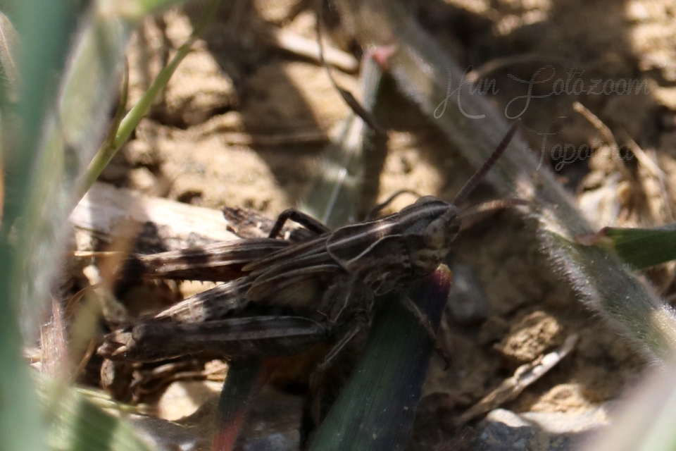 Omocestus rufipes - vöröshasú tarlósáska