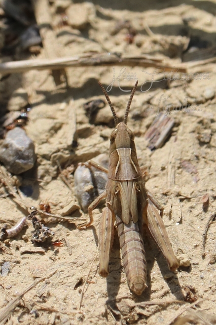 Chorthippus (Glyptobothrus) (subgenus)