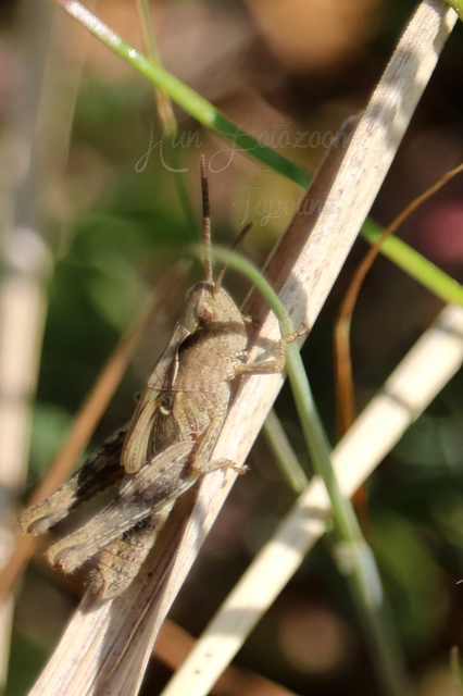 Chorthippus (Glyptobothrus) (subgenus)