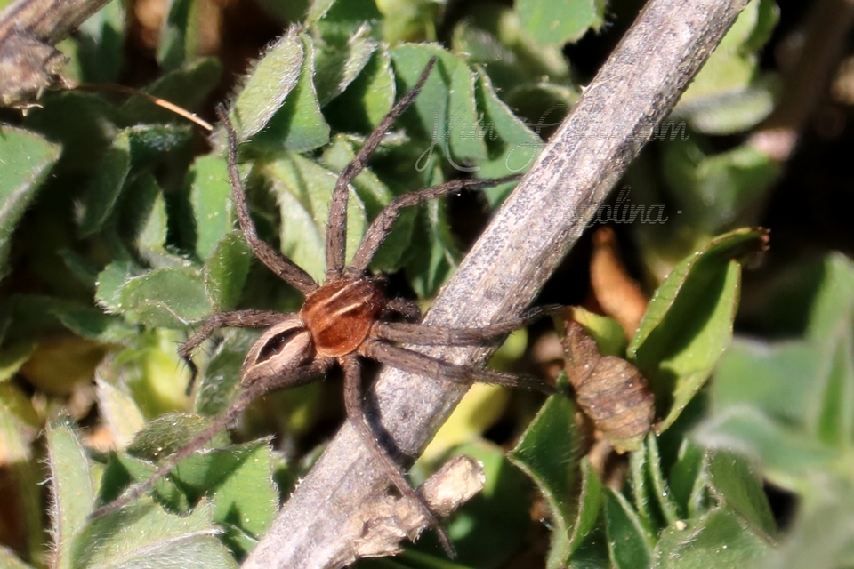 Thanatus arenarius