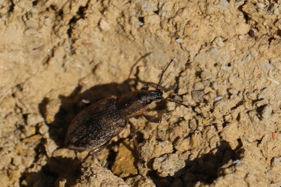 Tanymecus palliatus - közönséges hegyesfarúbarkó