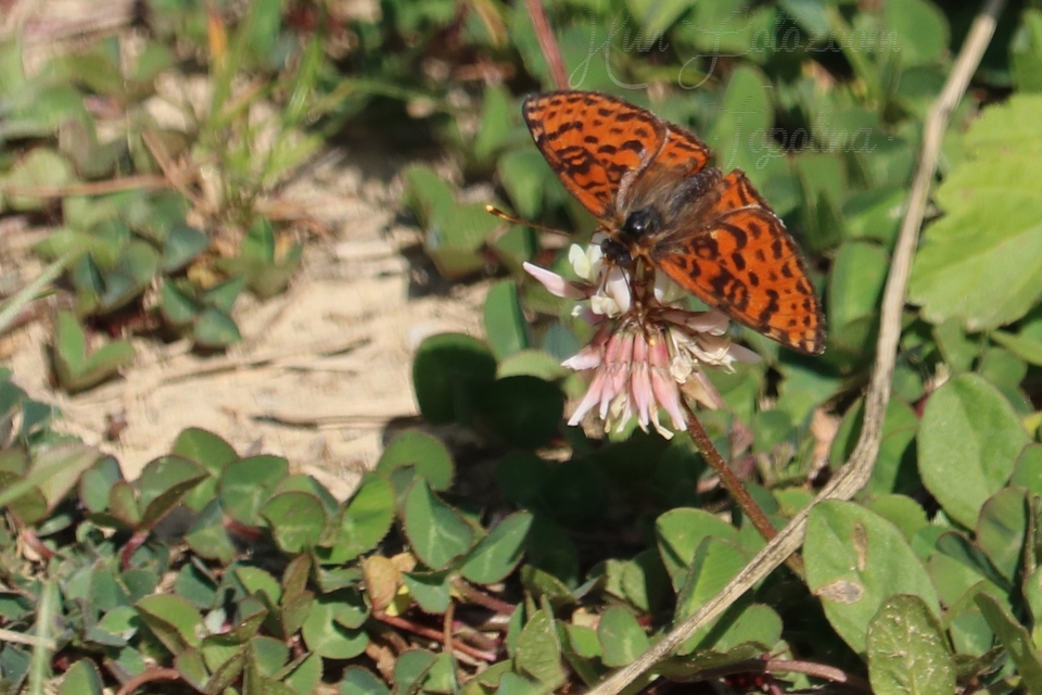 Melitaea didyma - tüzes tarkalepke