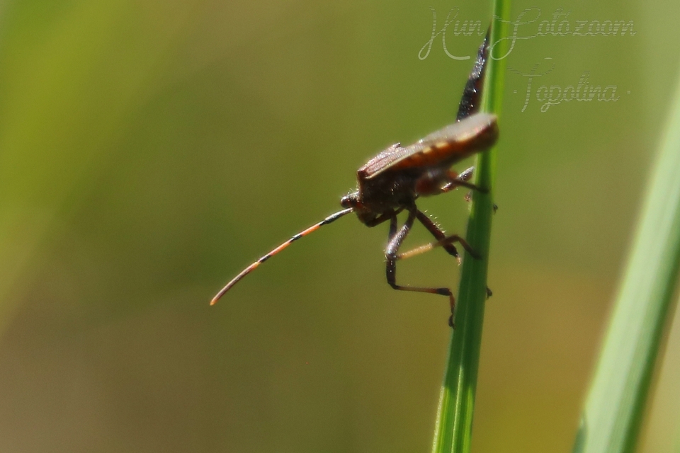 Camptopus lateralis - görbelábú karimáspoloska