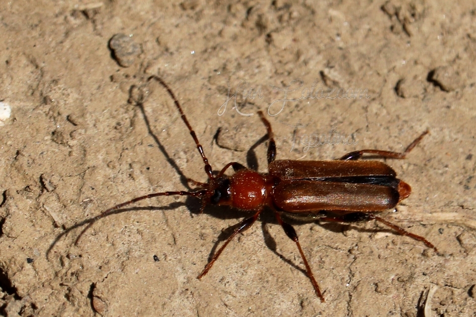 Phymatodes testaceus - változékony korongcincér Phymatodes testaceus - változékony korongcincér