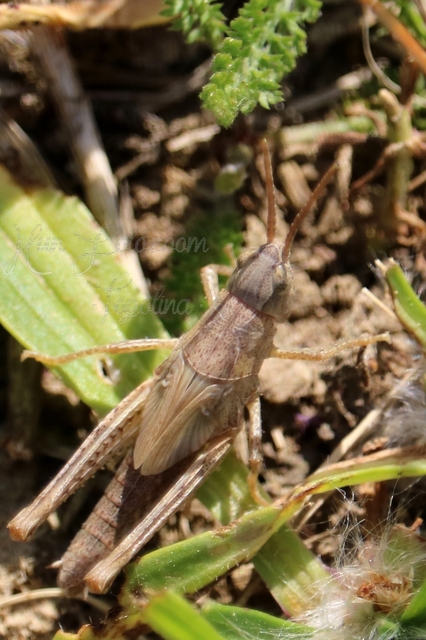 Chorthippus (Glyptobothrus) (subgenus)