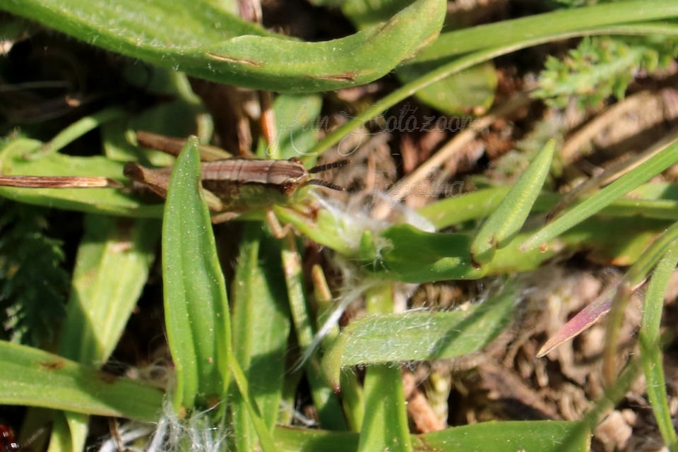Chorthippus (Chorthippus) (subgenus)