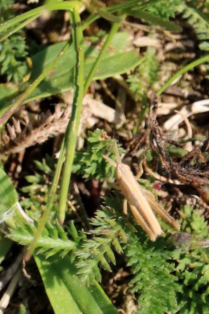 Chorthippus (Chorthippus) (subgenus)