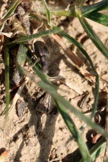 Mesagroicus obscurus - dülledtszemű libatopormányos