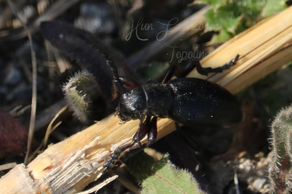 Dorcadion aethiops - fekete gyalogcincér
