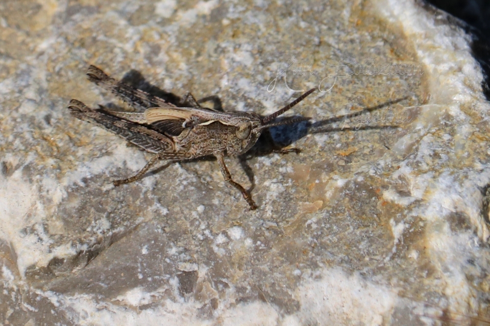 Chorthippus (Glyptobothrus) (subgenus)