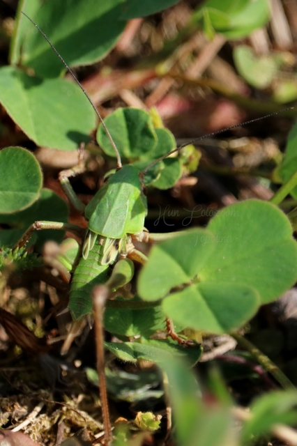 Decticus verrucivorus - szemölcsevő szöcske