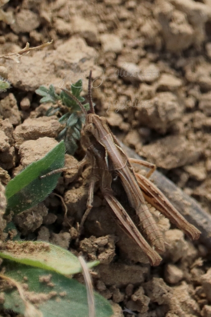 Chorthippus (Glyptobothrus) (subgenus)