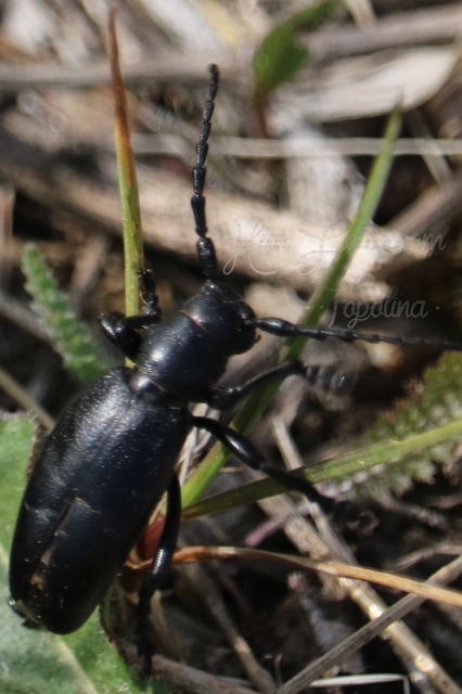 Dorcadion aethiops - fekete gyalogcincér