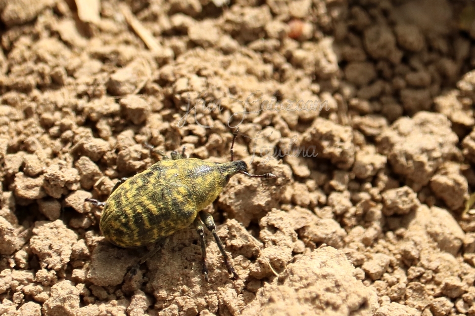 Larinus turbinatus - kúposorrú púderbarkó