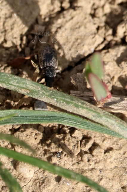 Mesagroicus obscurus - dülledtszemű libatopormányos