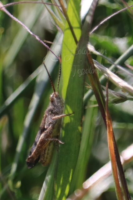 Chorthippus (Glyptobothrus) (subgenus)