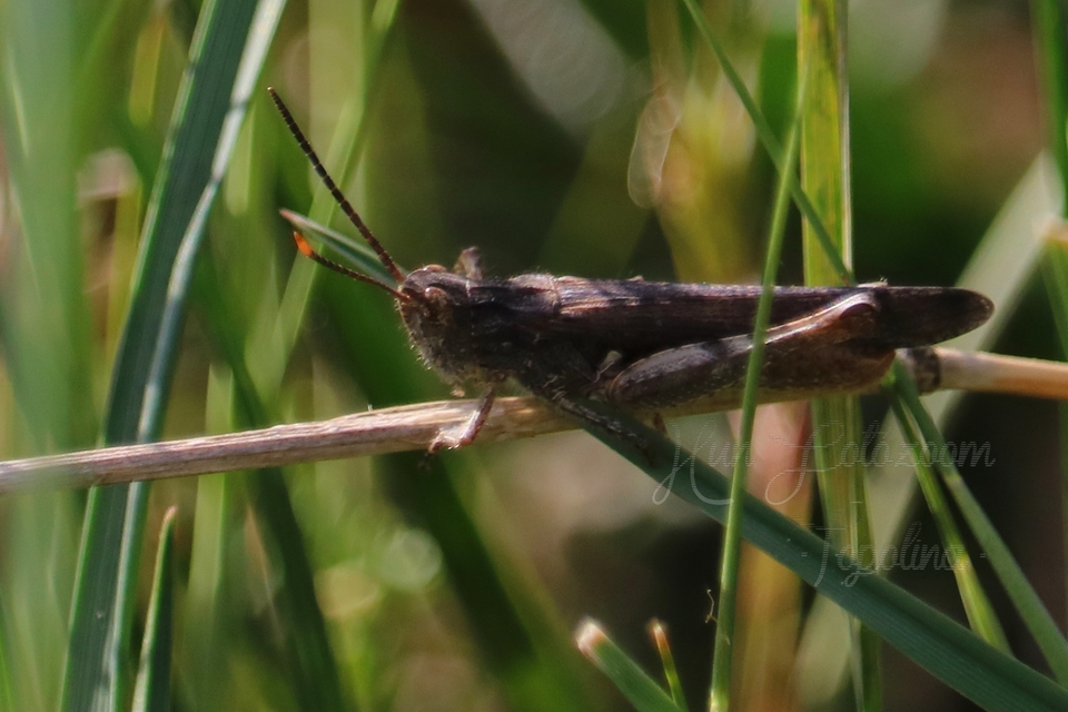 Chorthippus (Glyptobothrus) (subgenus)