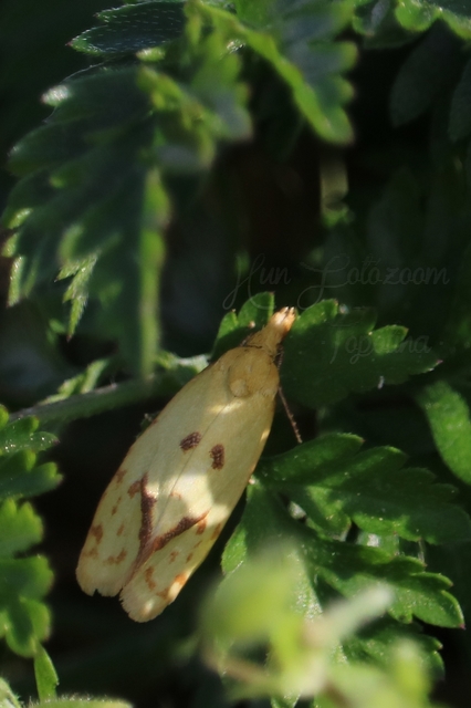 Agapeta hamana - közönséges sárgamoly