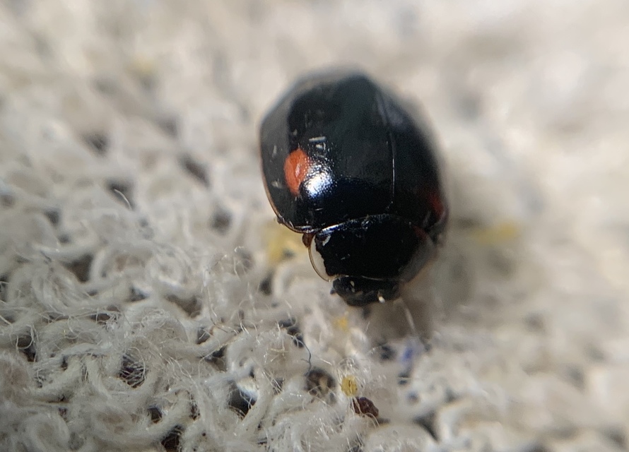 Adalia decempunctata - tízpettyes katica