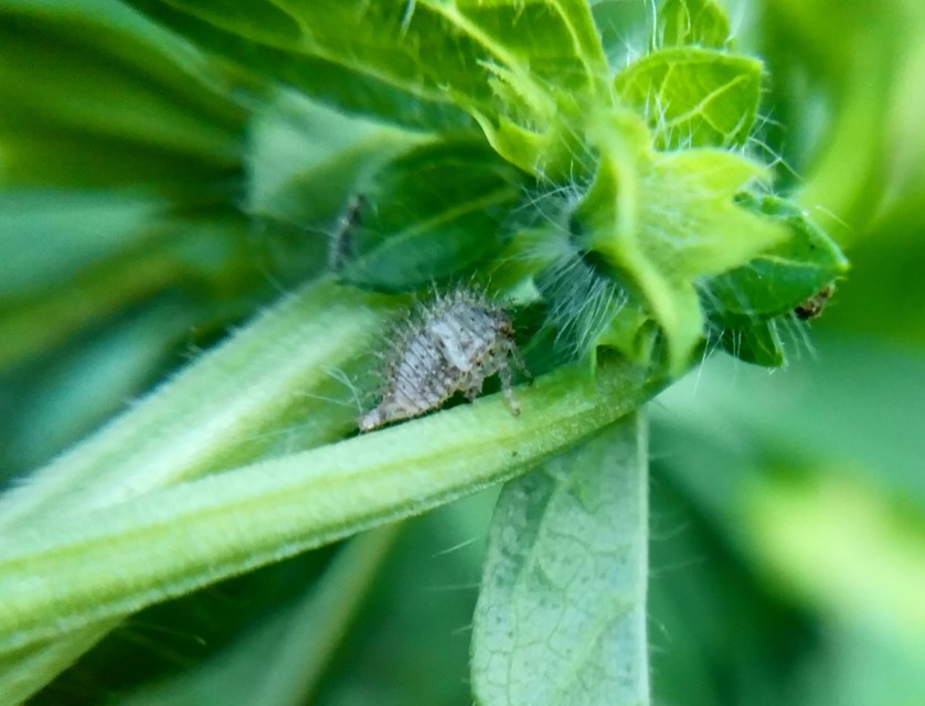 Membracidae - púposkabócák