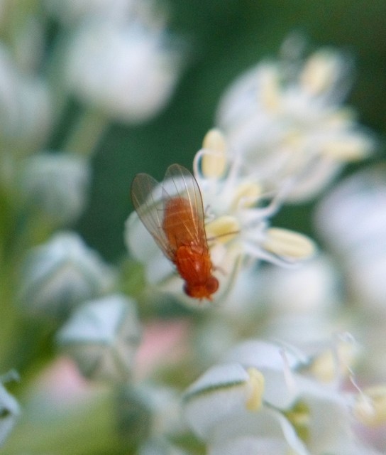 Lauxaniidae - pudvalegyek