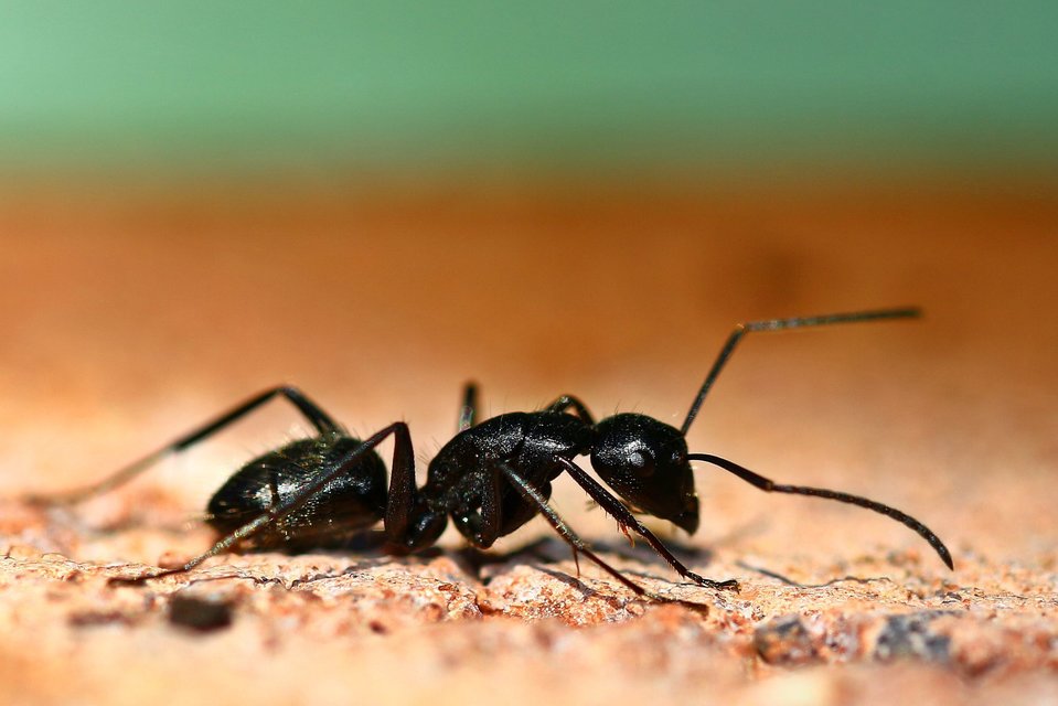 Camponotus vagus - fekete lóhangya