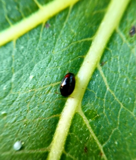 Phalacridae - kalászbogárfélék Phalacridae - kalászbogárfélék