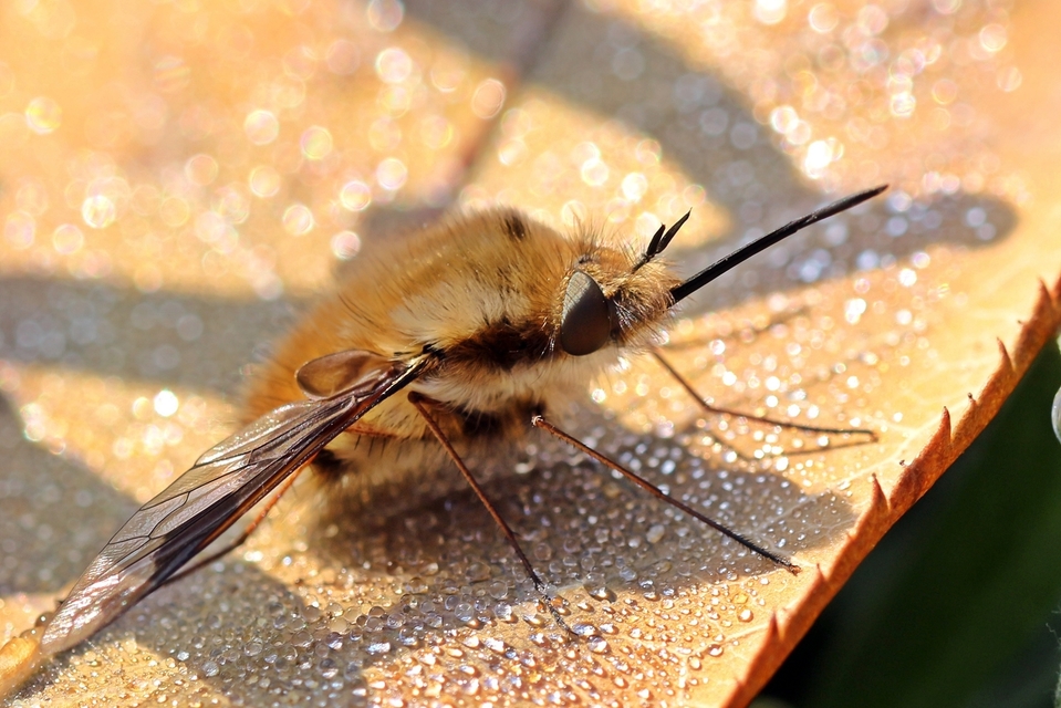 Bombylius major - szegélyes pöszörlégy