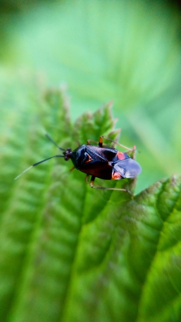 Deraeocoris ruber - vöröses mezeipoloska