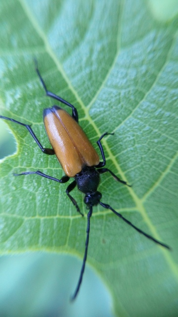 Stictoleptura fulva - vörhenyes virágcincér