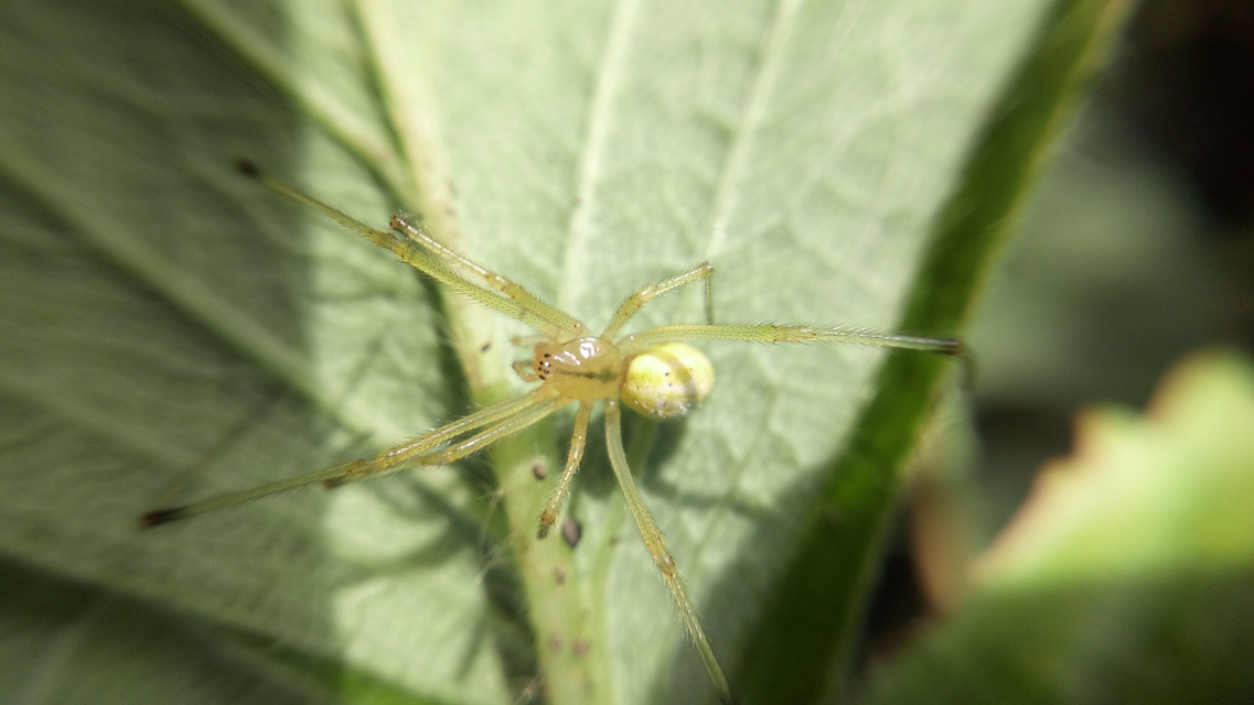 Enoplognatha ovata/latimana