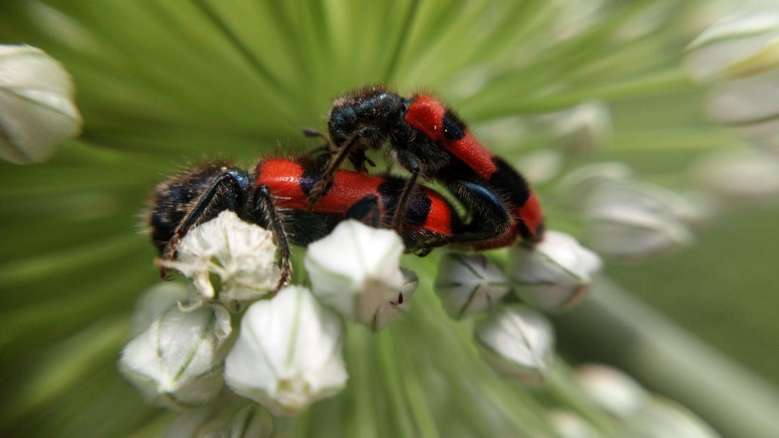 Trichodes apiarius - szalagos méhészbogár