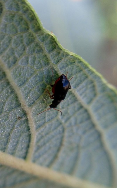 Ebaeus flavicornis - sárgacsápú bibircsesbogár