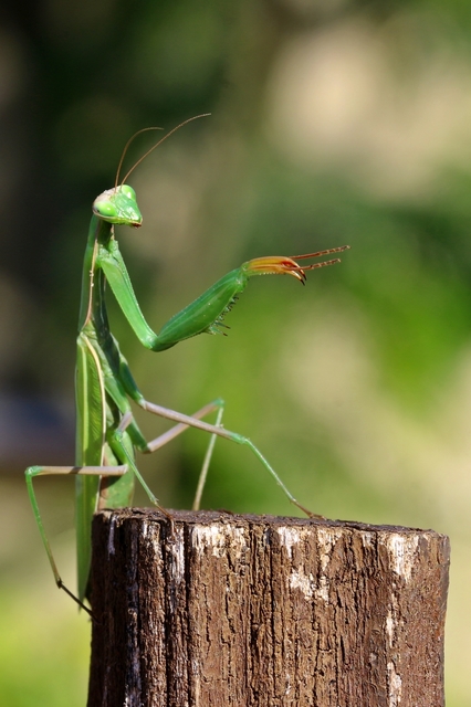 Mantis religiosa - imádkozósáska