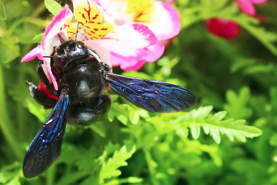 Xylocopa valga - gyakori fadongó