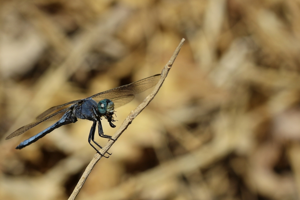 Orthetrum coerulescens - karcsú pásztorszitakötő